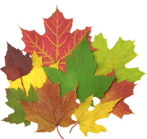 leaf_cluster