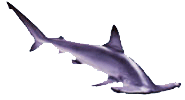 shark